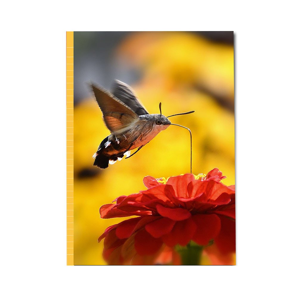 PaperClub 53374 A4 Designer Register Notebook | SoftBound Notebooks Size A4 Large 254 Pages. Superior Notebook For Students | School Supplies for Both Official and Personal use | Pack Of 8 Just in 1120Rs
